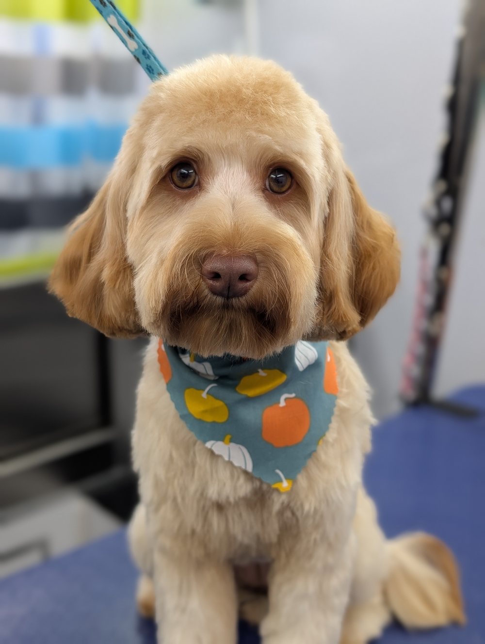 A real dog freshly groomed by Pawtastic Mobile Pet Spa