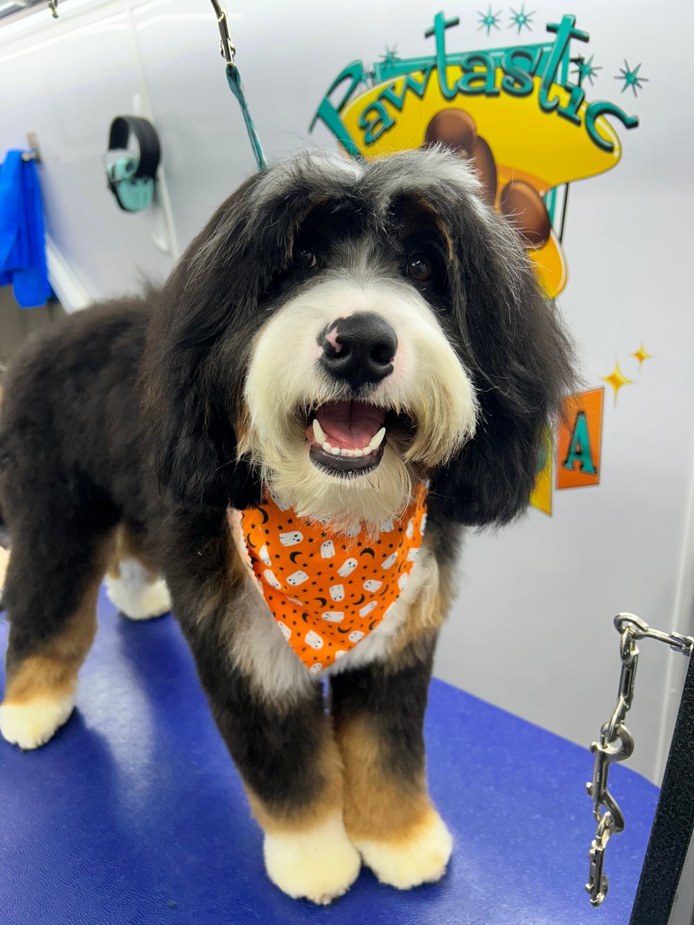 A real dog freshly groomed by Pawtastic Mobile Pet Spa