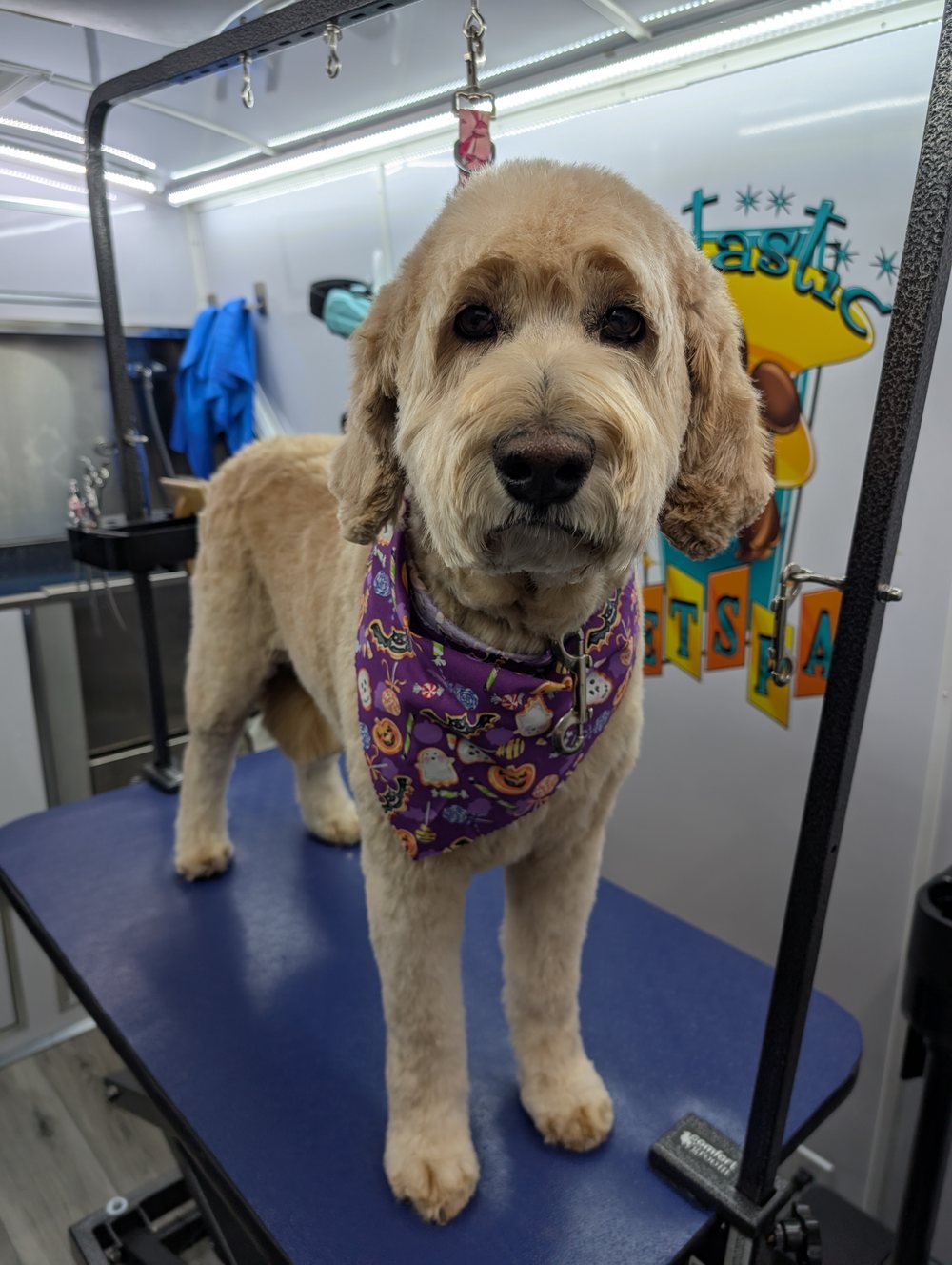 A real dog freshly groomed by Pawtastic Mobile Pet Spa