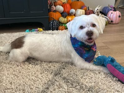 Angela H.'s dog after a Pawtastic grooming appointment