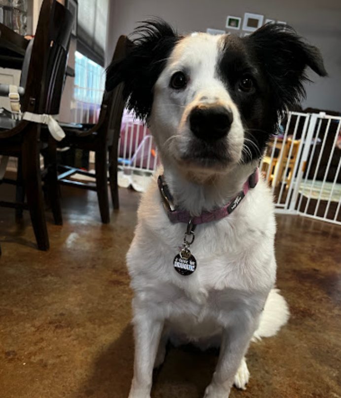 Casey B.'s dog after a Pawtastic grooming appointment