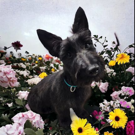 Cyndi's dog after a Pawtastic grooming appointment