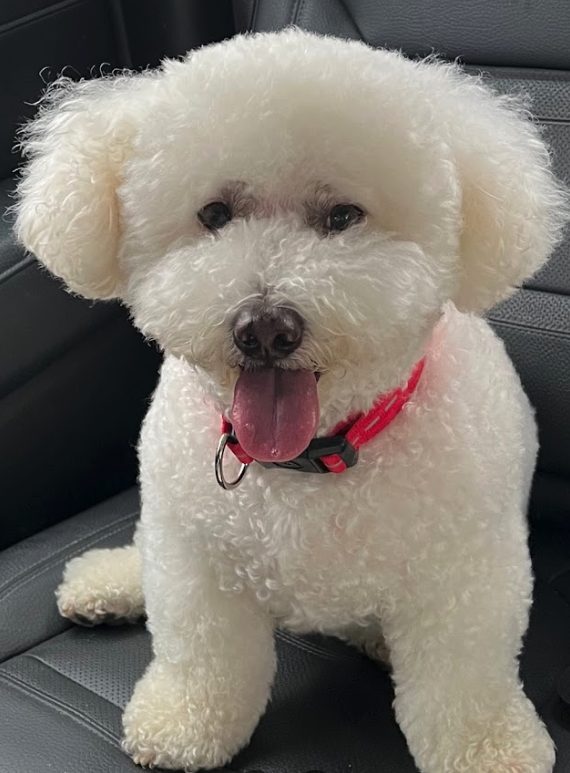Grisel H.'s Bichon Charlie after a Pawtastic grooming appointment