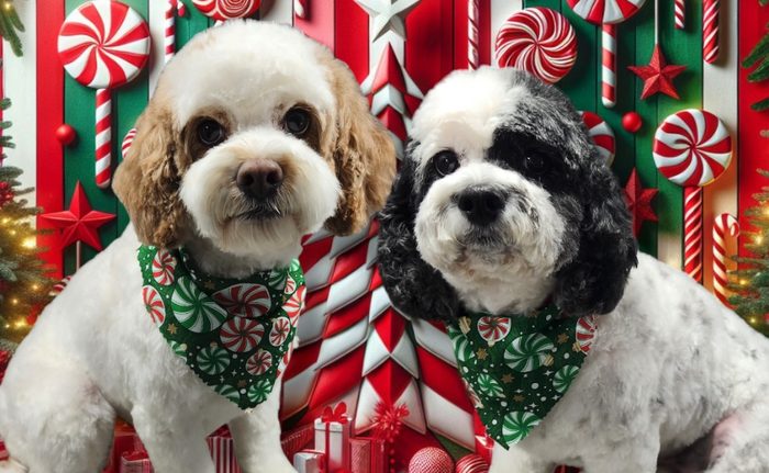Karlee VD's dogs after a Pawtastic grooming appointment