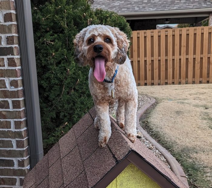 Kyle H.'s dog after a Pawtastic grooming appointment