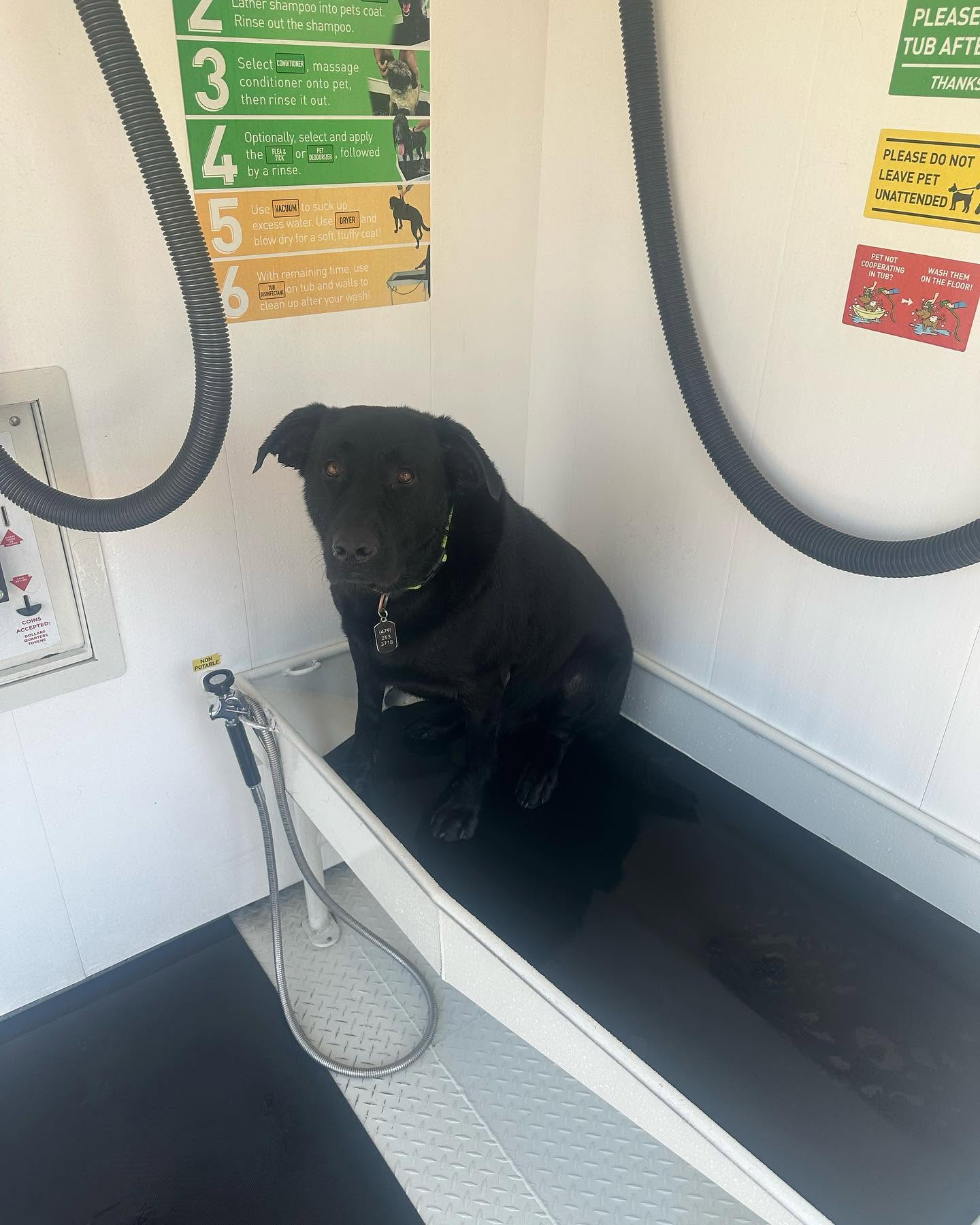 A dog sitting in a Wet Willies self-service wash tub, ready for a wash